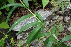 Polygonatum verticillatum
